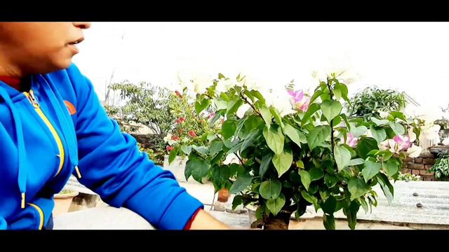 Variegated Bougainvillea bonsai смотреть онлайн