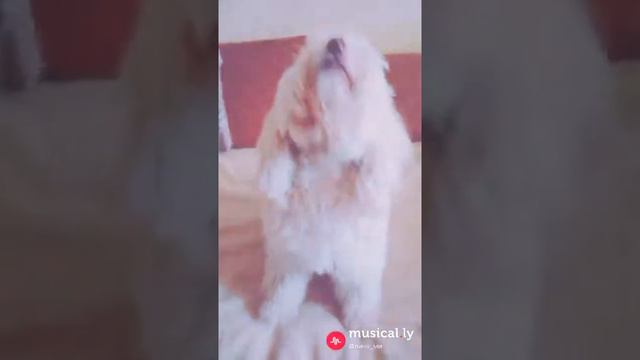 ЛАБРАДУДЛЬ В MUSIC.LY | Лина Ми