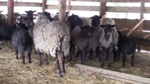 Учим животных и как они говорят - Развивающий мультик для детей