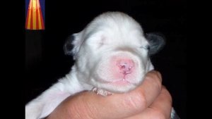 Щенки якутской лайки... Мой Денечка из этого помёта...