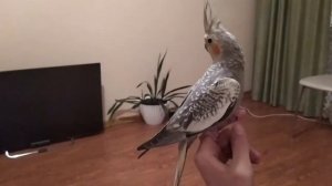 МОЙ ПОПУГАЙ КОРЕЛЛА . СОДЕРЖАНИЕ.Уход