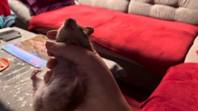 ШОК!!! Хомяк завис!!! смотреть онлайн