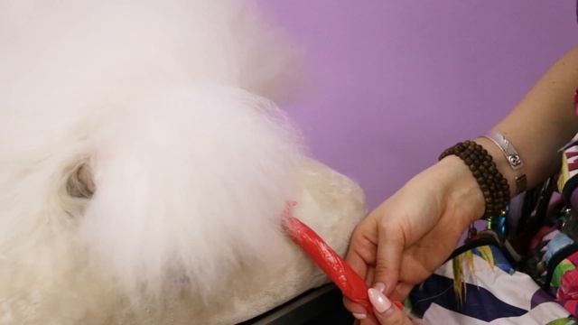 Делаем топ-кнот. Каркас из резинок для гривы в груминге пуделя