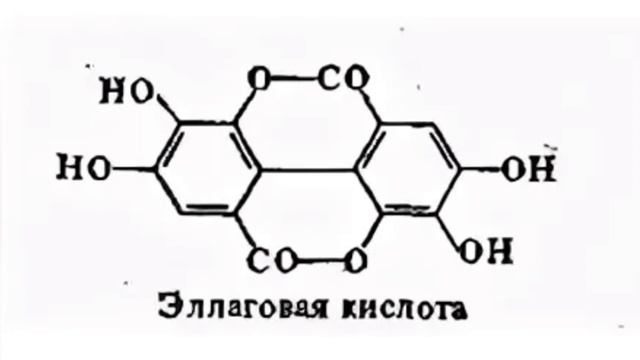 лапчатка белая