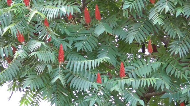 Ніколи не садіть ЦЕ дерево - сумах оленерогий | Never plant this tree - Staghorn Sumac смотреть онлайн