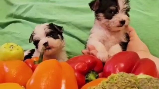 Цветные йорки - витаминки🫑🌶🥦😋