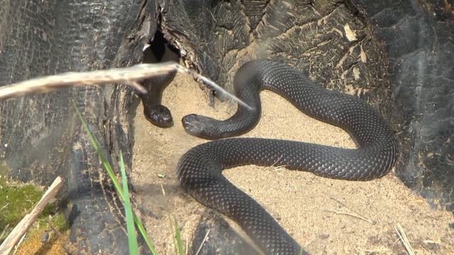 Обыкновенные гадюки смотреть онлайн