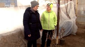 Посадите виноград в теплице - созревает быстрее!