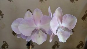 Орхидея фаленопсис Venetian Carnival (Венецианский карнавал)