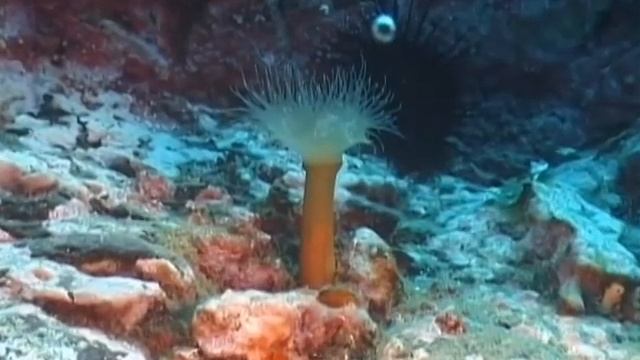 о. Карамзина смотреть онлайн