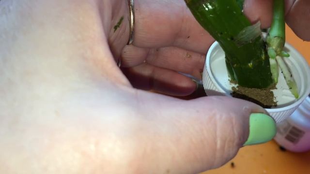 РАЗМНОЖЕНИЕ ДЕНДРОБИУМА НОБИЛЕ часть 4. Пересадка деток дендробиума в домашних условиях в грунт. смотреть онлайн