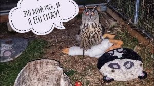 Сова Ёль перестала скрывать свои отношения с гусём: сова в доме хозяйка!