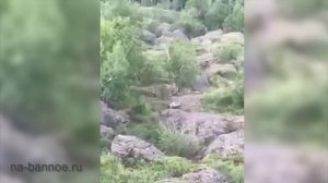 Подборка встреч с медведями на курорте Банное (Башкирия)
