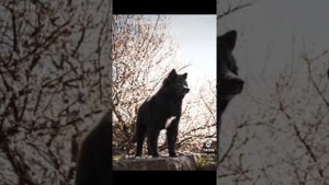 Ненецкая оленегонная лайка (оленегонный шпиц, оленегонка)