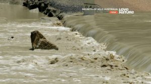 Тайны дикой природы Австралии : Крокодилы 4K