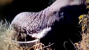 Забизия Дикие реки Африки