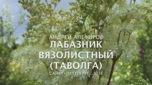 Лабазник (таволга) вязолистный. Алефиров А.Н.