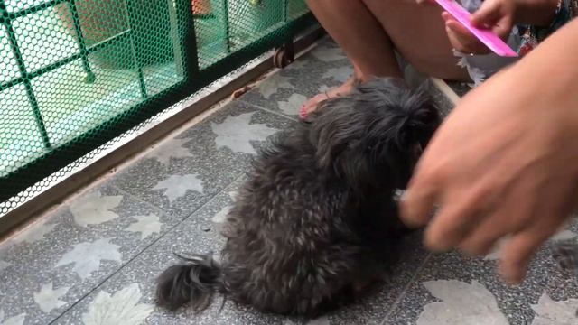 ปัตตาเลี่ยนตัดขนสุนัข KUKU смотреть онлайн