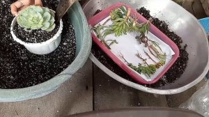 HOW I RE-POT MY SUCCULENTS | Plantitos and Plantitas of Cavite