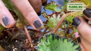 Бегония декоративно-лиственная Фем | Махровая кудряшка | Как ухаживать за бегонией