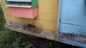 Пчёлы выгнали лишнюю матку из улья.