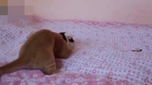 КОТЫ И ХОМЯКИ, СМЕШНОЕ ВИДЕО # 45