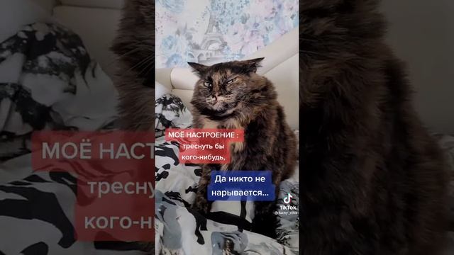 злой кот