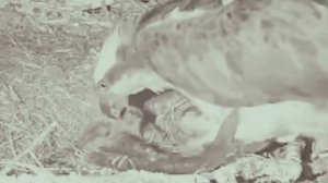 Вид из гнезда, сокол кормит своих птенцов мышью