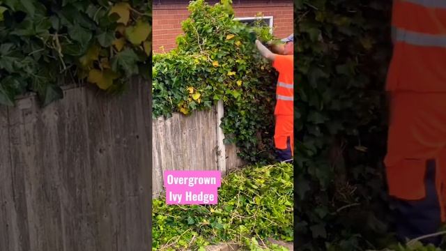 Overgrown Ivy Hedge cut