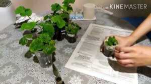 Упаковка посылки с пеларгониями. Черенки пеларгоний.
