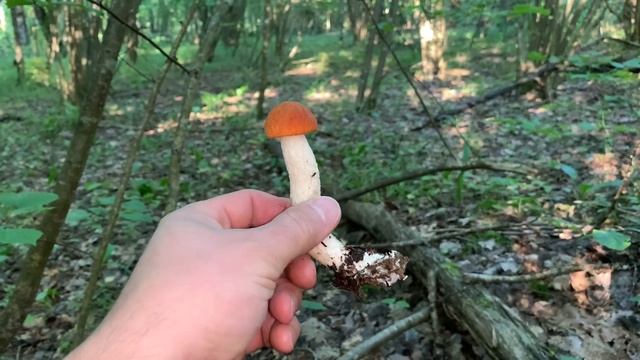 Грибной сезон 2020! Еловые белые! Первые подосиновики. Грифола курчавая! Анонс о грибе веселка. смотреть онлайн