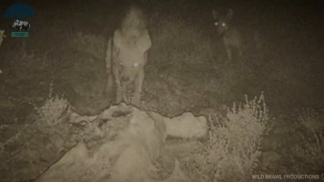 Wolves VS Dholes & Striped Hyena | Indian & arabian wolf interactions with dholes & striped hyena
