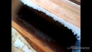 Зимовка пчёл на воле в экстремальных условиях. Восточная Сибирь, Иркутская область. Часть вторая.