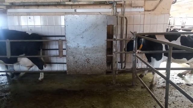 ITEC. Селекция. Закрытие ворот после каждого животного смотреть онлайн