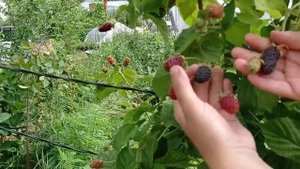 Ежевика Каламбия Гигант и Каламбия Санрайс. Состояние на 02.07.2021.