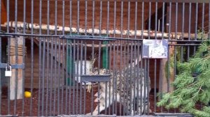 ЛЕНИНГРАДСКИЙ ЗООПАРК в САНКТ-ПЕТЕРБУРГЕ  ОБЯЗАТЕЛЬНО ПОСЕТИТЕ