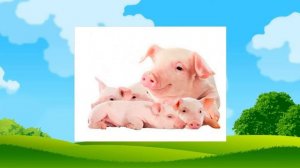 ДЕТЁНЫШИ  ЖИВОТНЫХ как говорят животные