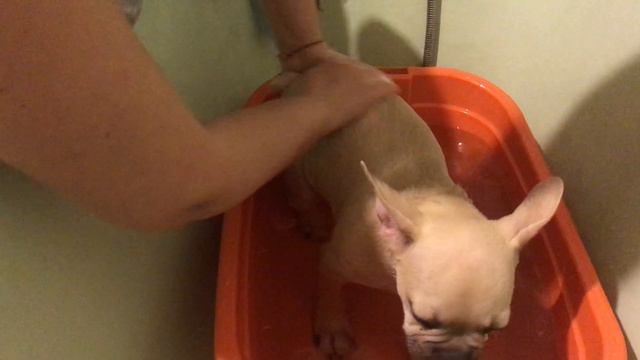 Первое купание в новой семье) смотреть онлайн