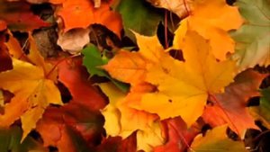 ЛИСТЬЯ ЖЁЛТЫЕ медленно падают Автор ролика Ю терещенко