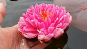 Нимфея Fuchsia Pom Pom, видео от 24.06.2018 г. (нимфея Фуксия Пом Пом), nymphaea Fuchsia Pom Pom