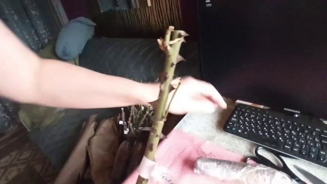 Распаковка посылки с розами из питомника ТВОЙ САД! Тест драйв новых питомцев! смотреть онлайн