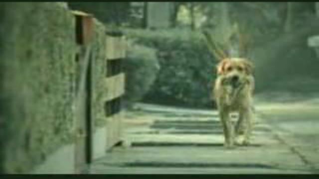 Самоубийство Собака Suicide Dog смотреть онлайн