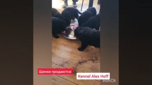 щенки немецкой овчарки продажа.mp4