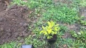 Пихта Корейская  высаживаем