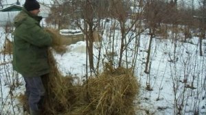 Зимовка персика в условиях климата средней полосы.