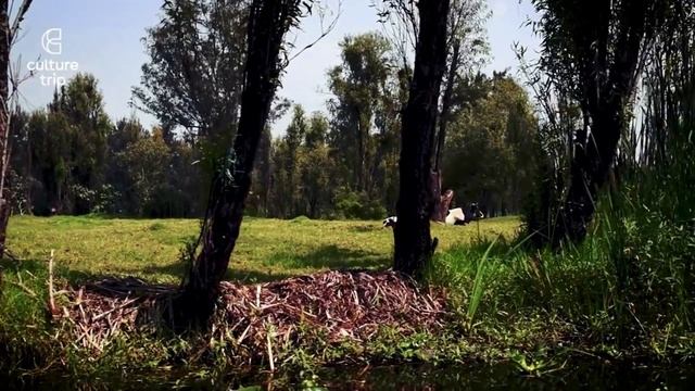 12 САМЫХ ЖУТКИХ ЛЕСОВ В МИРЕ. Попал в паранормальный лес. Хойя-Бачиу, Румыния