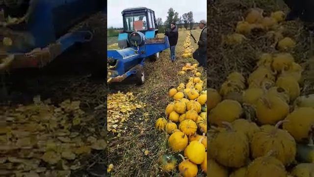 Київщина. Гарбуз укр багатоплідний. смотреть онлайн