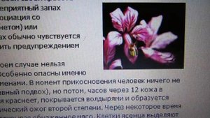 ОПАСНО! НЕОПАЛИМАЯ КУПИНА.