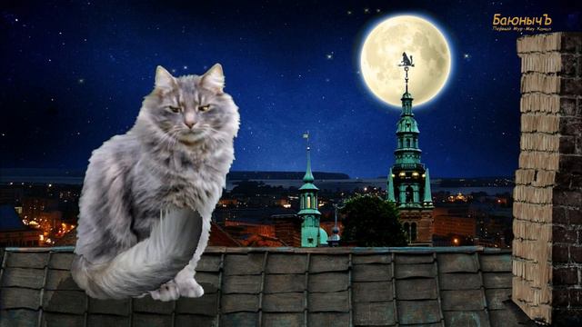 Маленькая кошачья серенада. Кошачий шансон