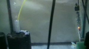 Правильная кислота для разведения Дискусов